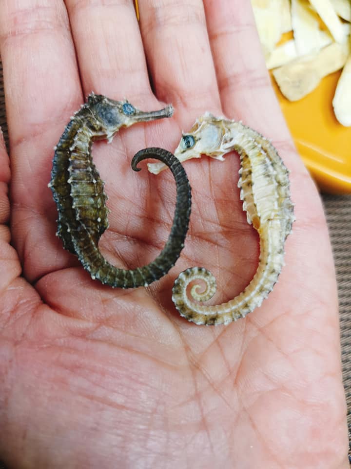海馬止咳平喘補氣增高湯