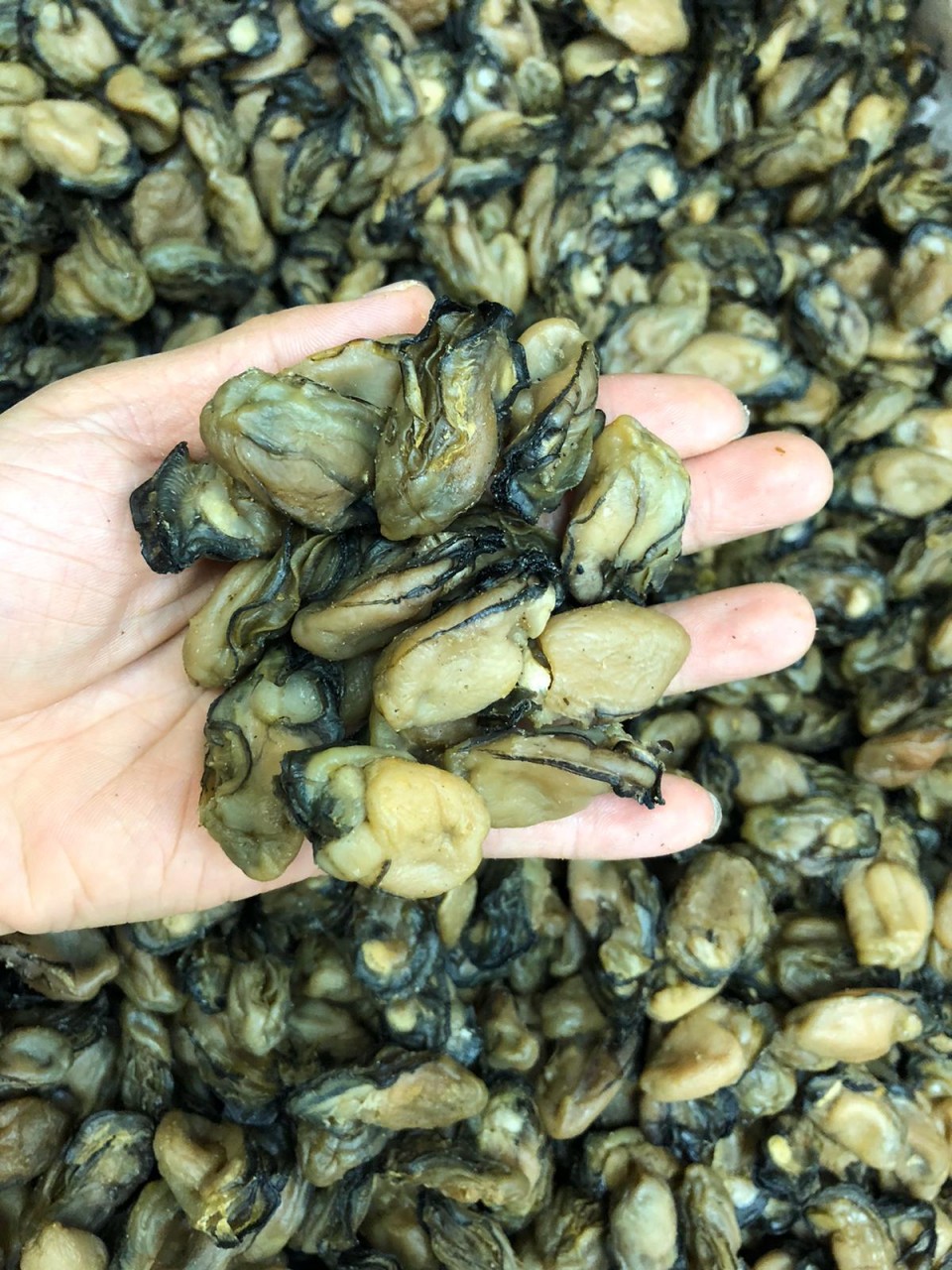 蠔豉