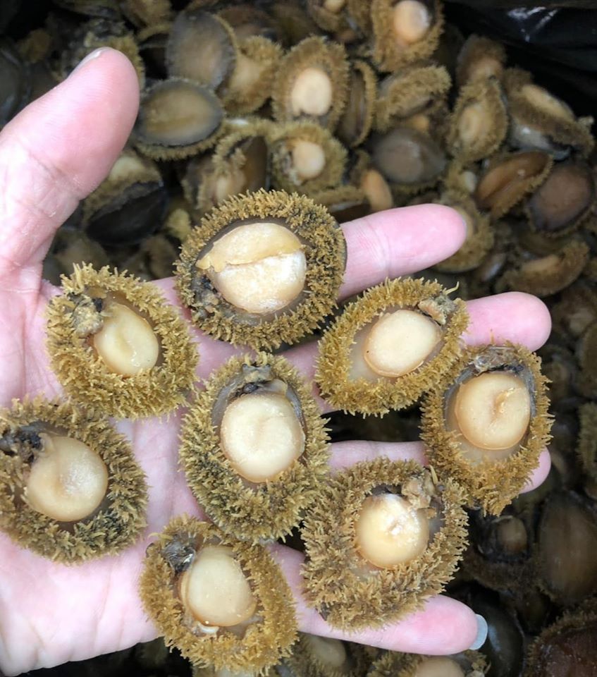 南非鮑魚(100g)