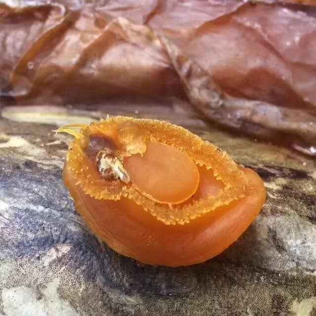 大連鮑魚仔