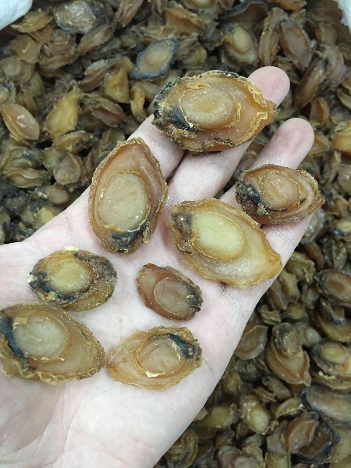 中東鮑魚仔