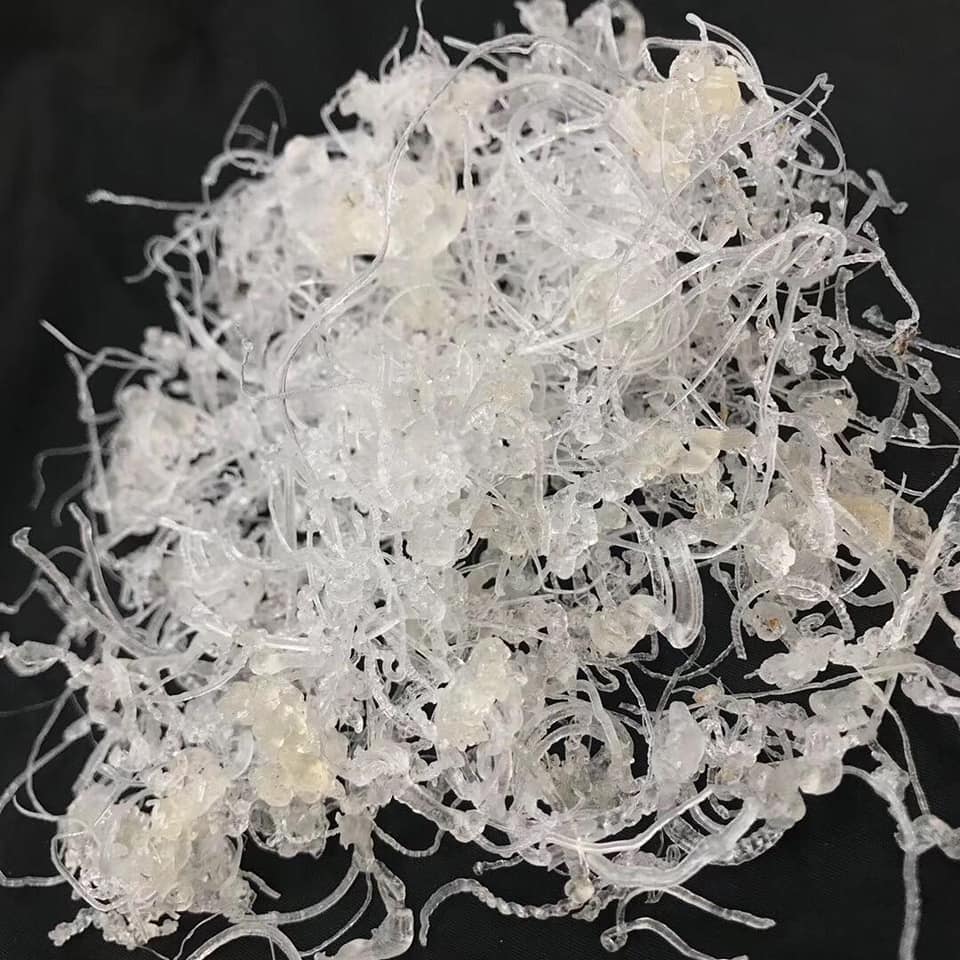 龍鬚雪燕