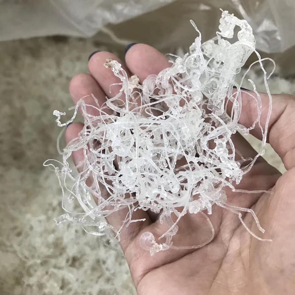 龍鬚雪燕