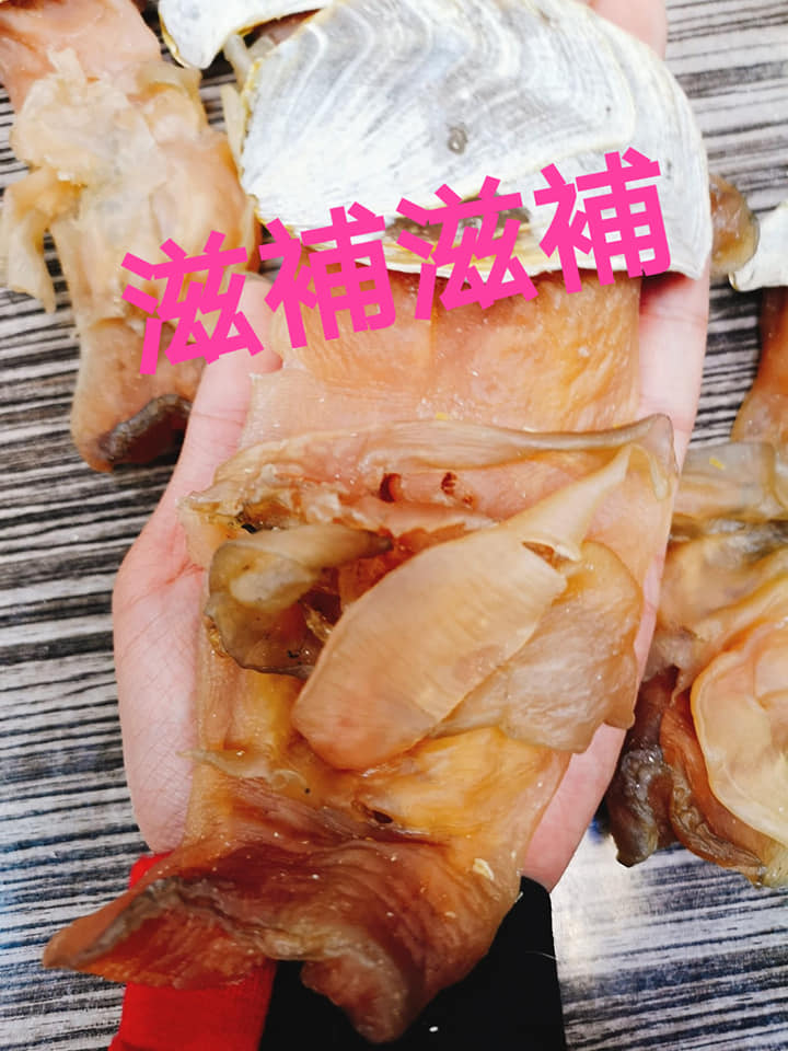 XXL美國白響螺頭