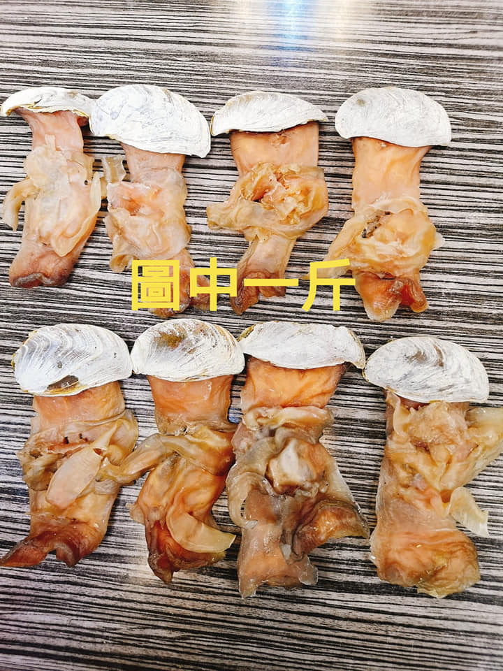 XXL美國白響螺頭
