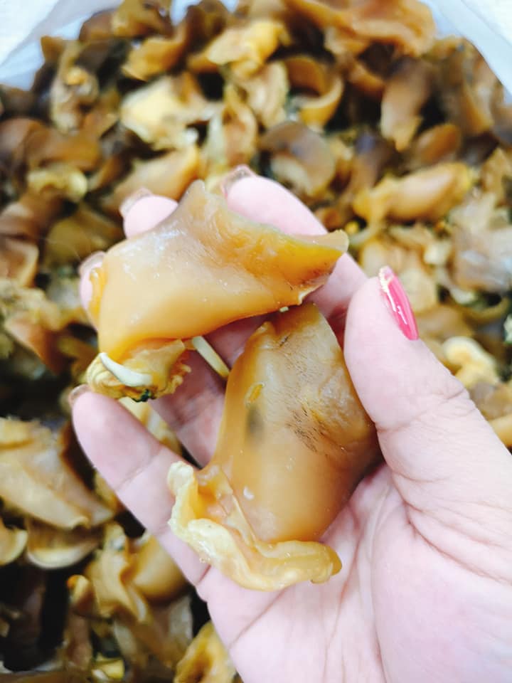 南美大螺頭(300g)