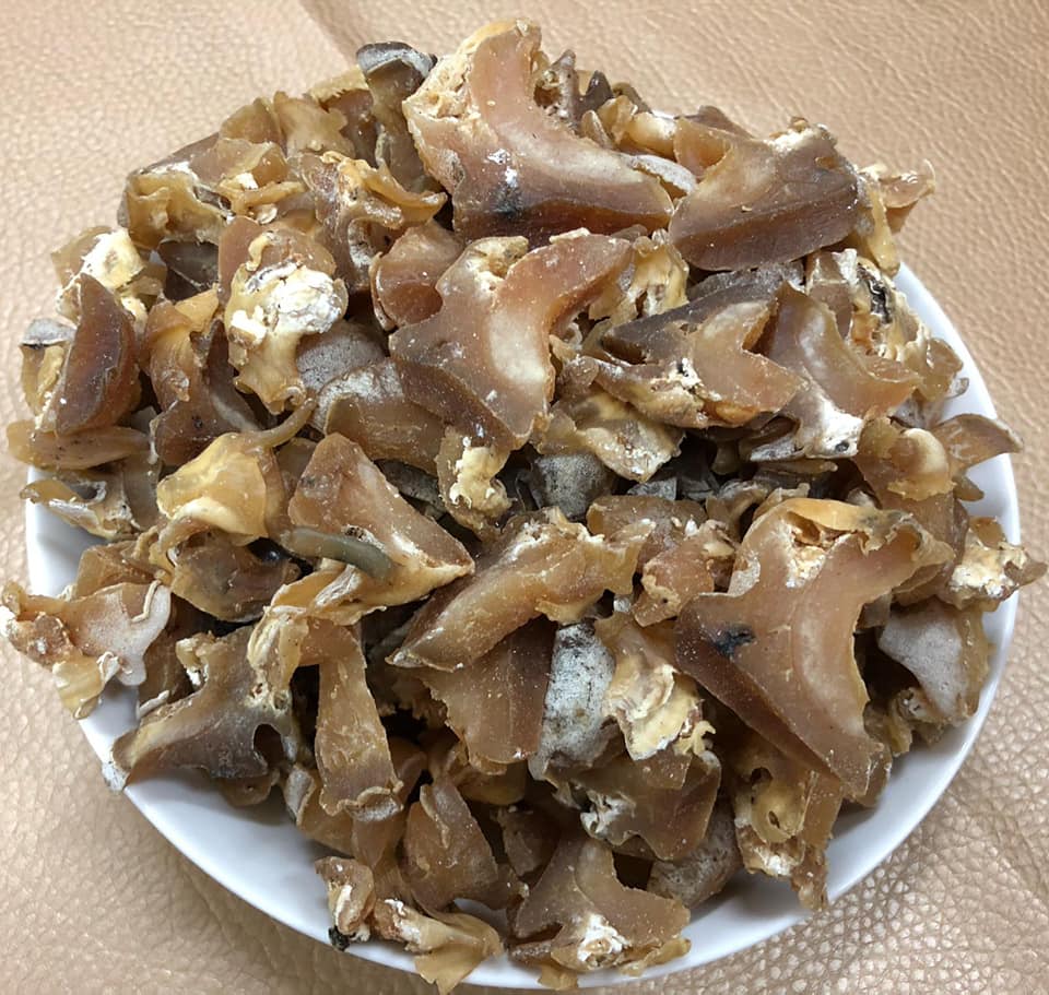 西非白螺頭
