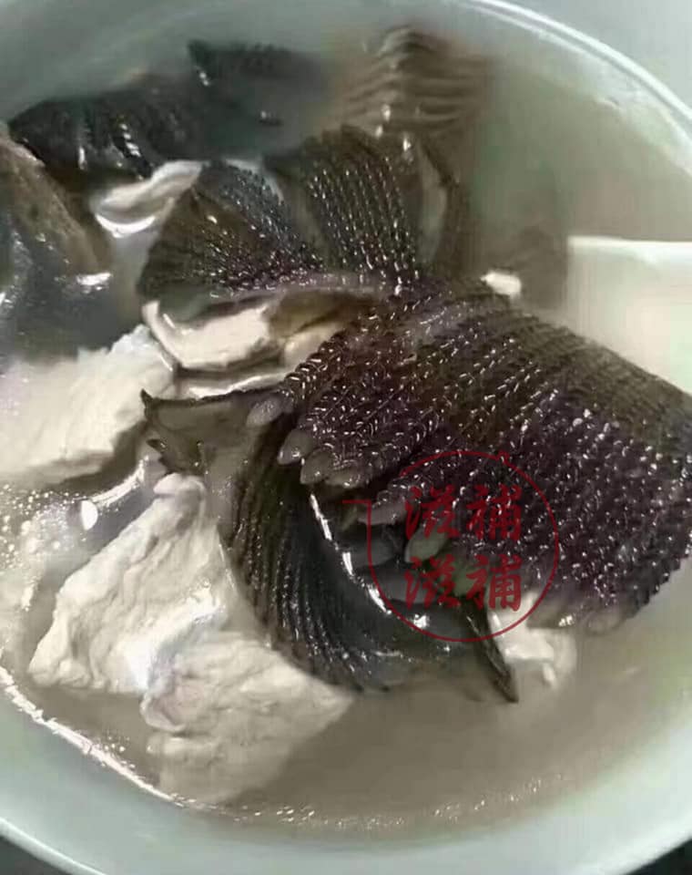 膨鱼腮湯包