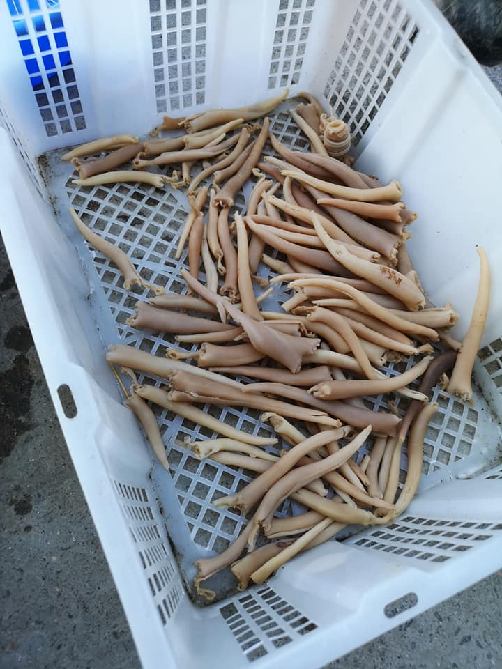 海捕象拔蚌(本地)