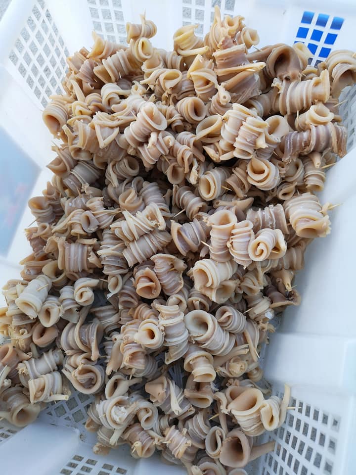 海捕象拔蚌(本地)
