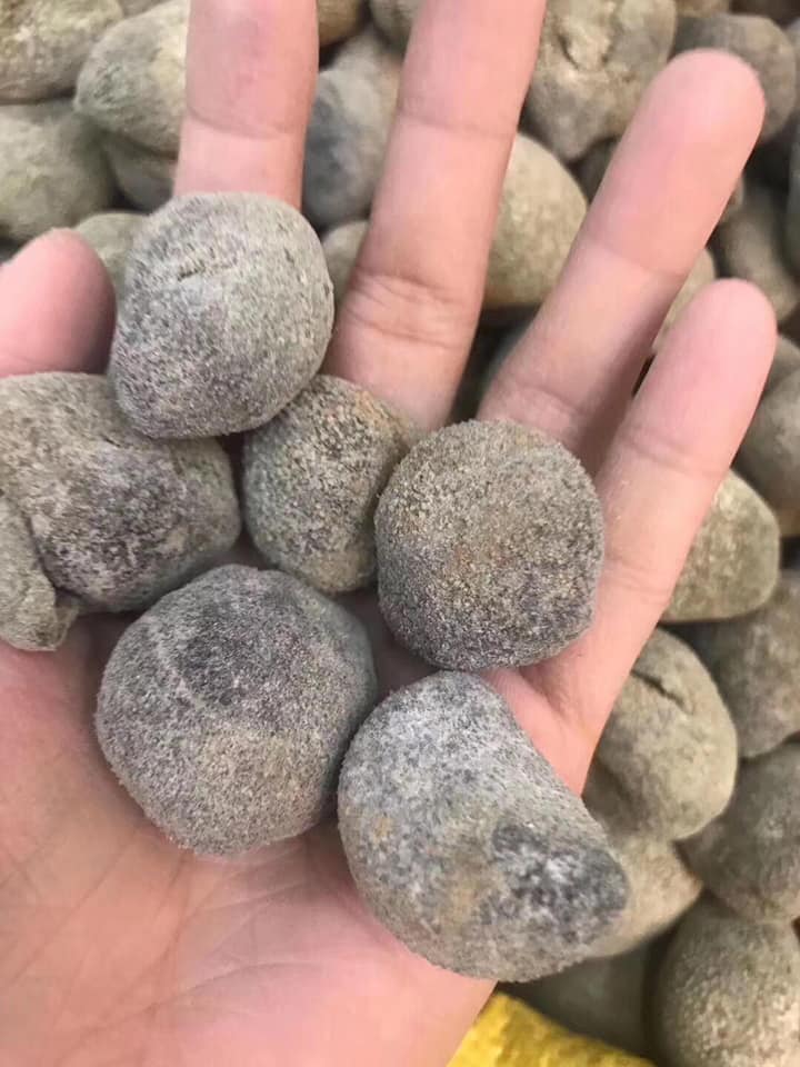 珍珠參