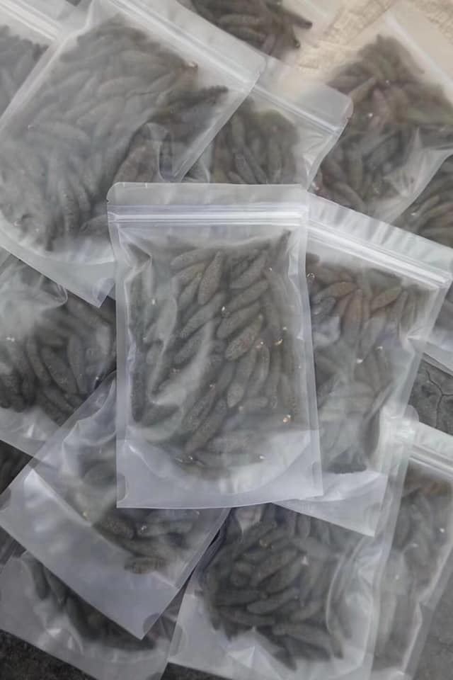 澳洲黑參