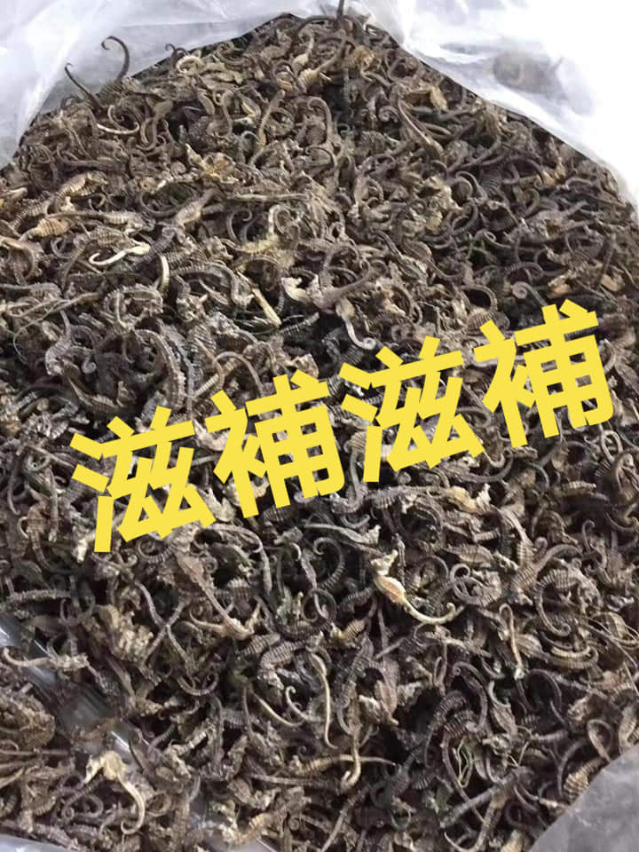 海馬bb