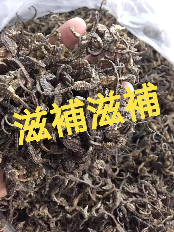 海馬bb