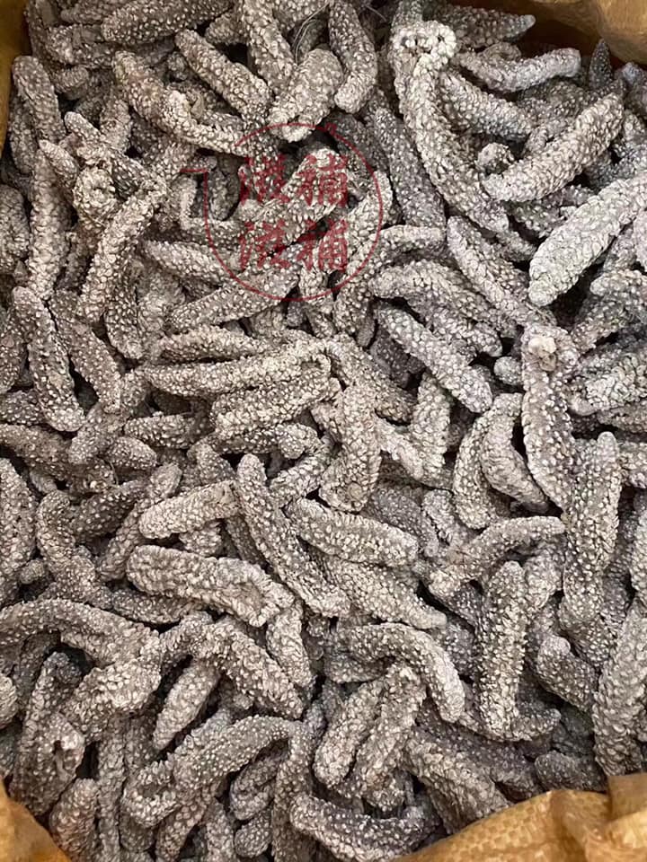 白刺參