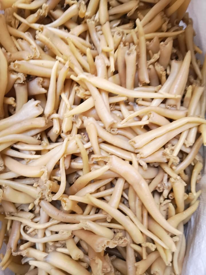 半鮮象拔蚌