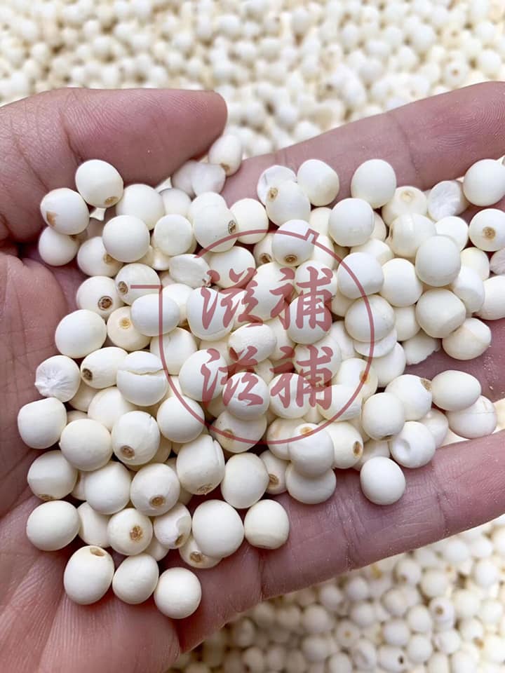 野生白肇實