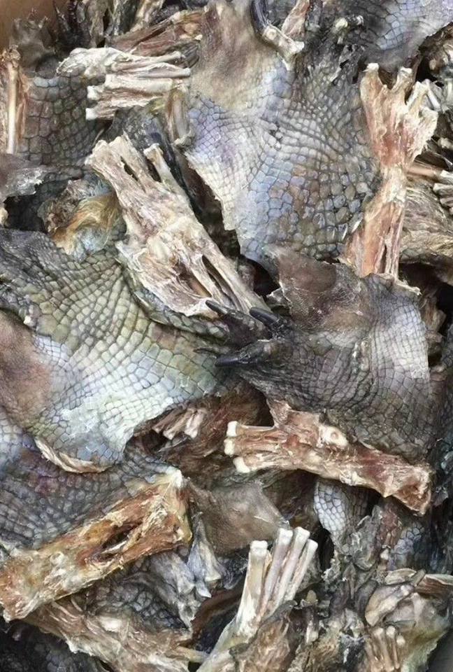 鱷魚掌
