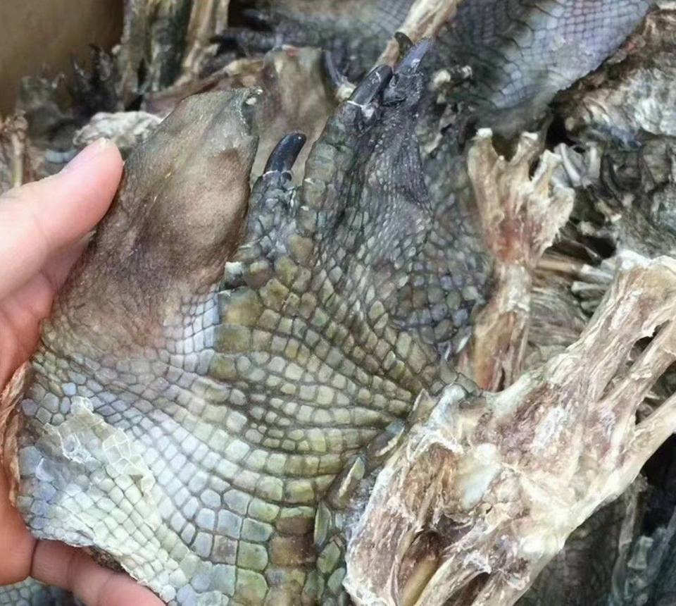 鱷魚掌