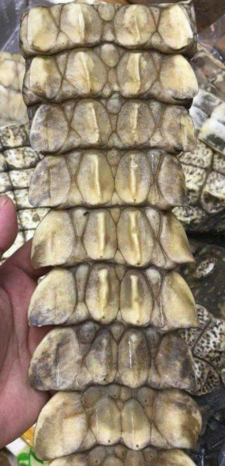 鱷魚尾