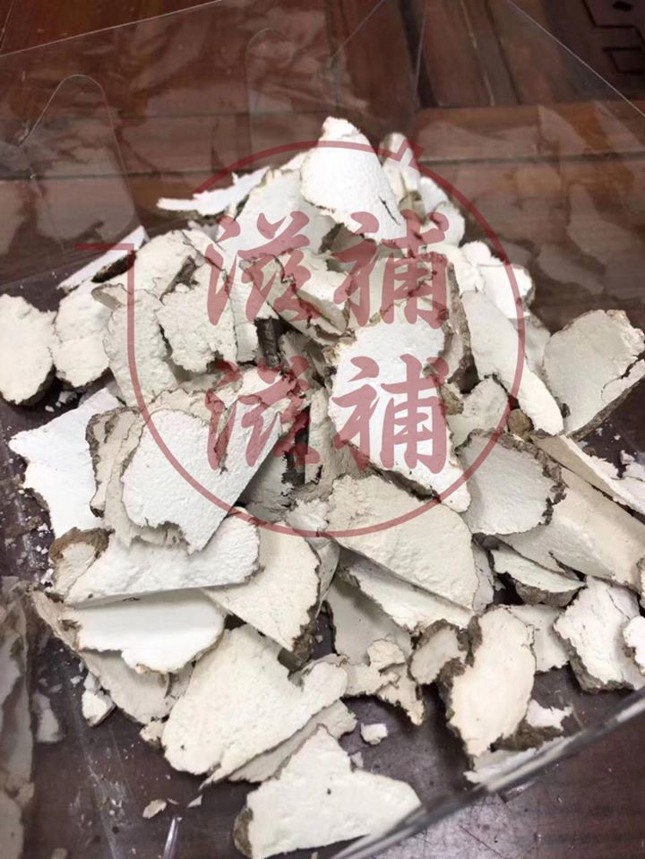 虎乳靈芝
