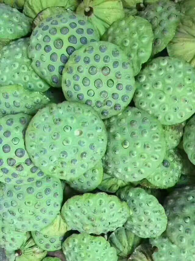 白蓮子