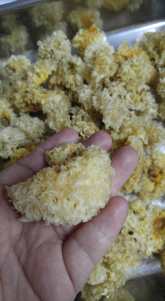 漳州爽口雪耳