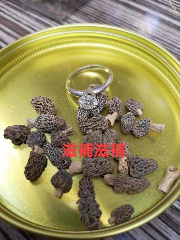 野生西藏羊肚菌bb