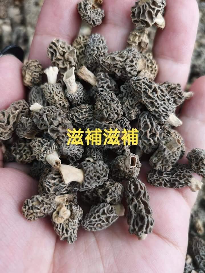 野生西藏羊肚菌bb