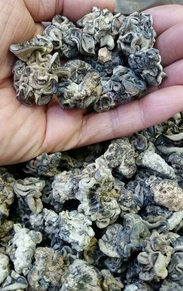 摺疊菌