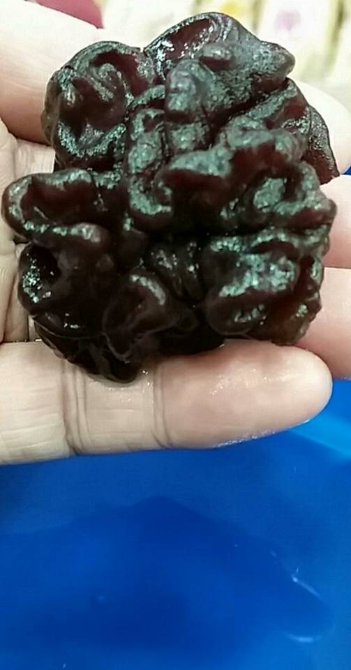摺疊菌