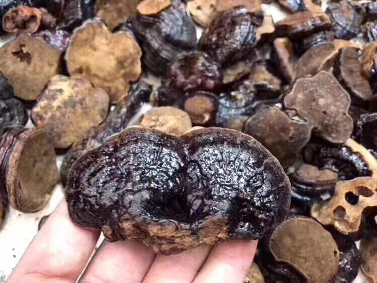 細黑靈芝