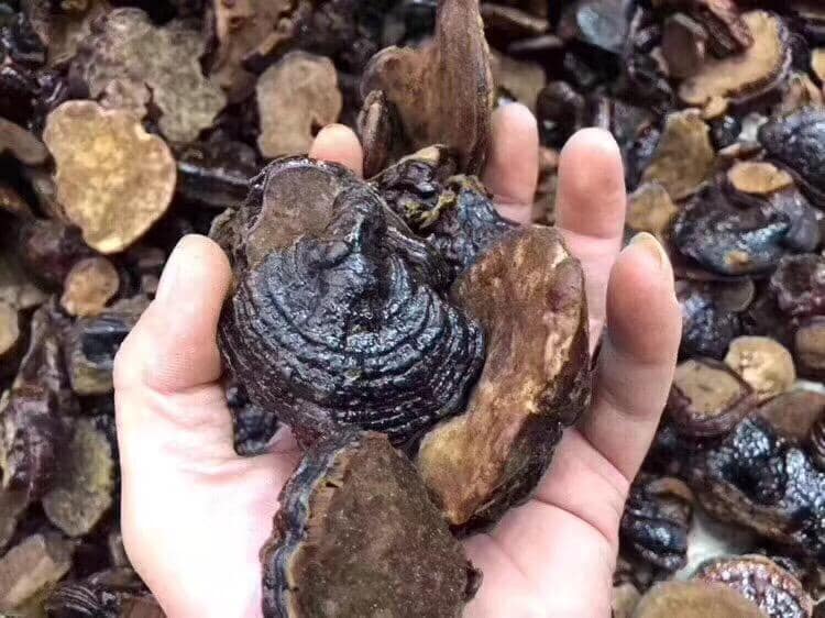 細黑靈芝