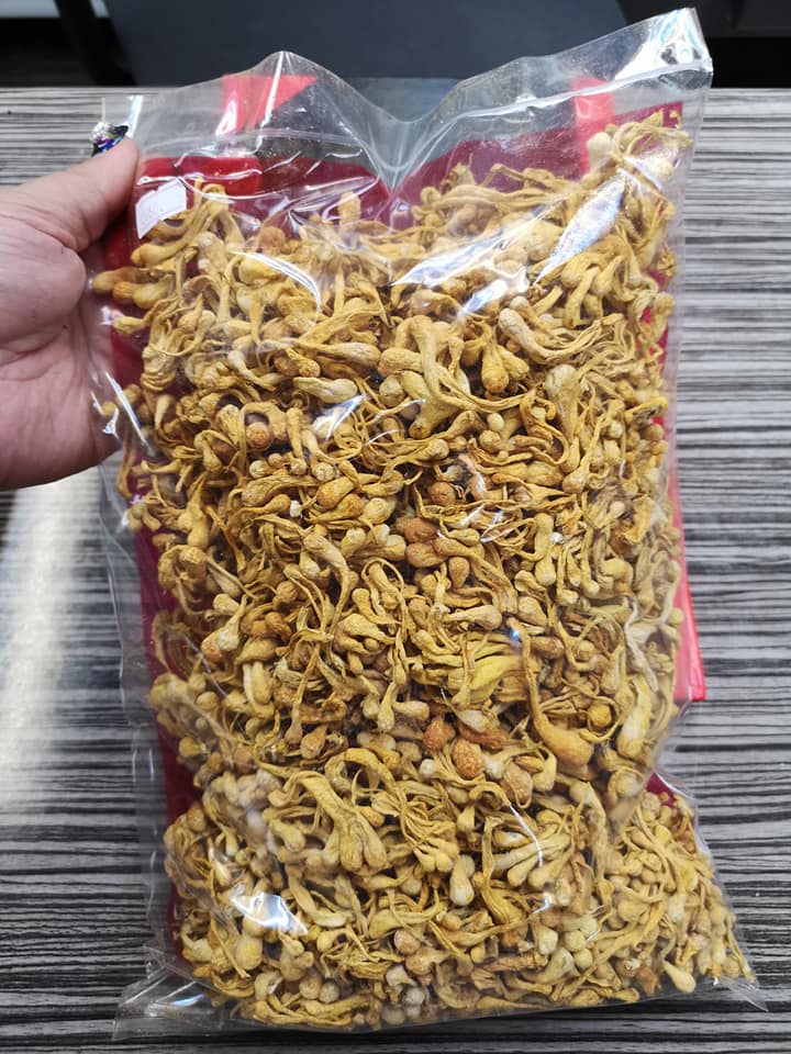金黃蟲草抱子頭