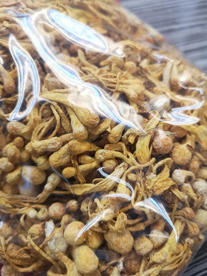 金黃蟲草抱子頭