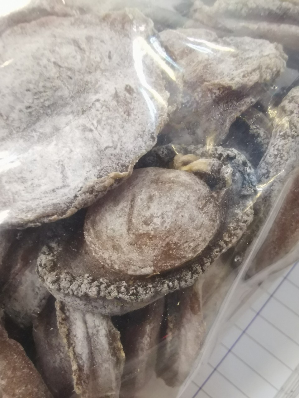 80頭中東鮑魚