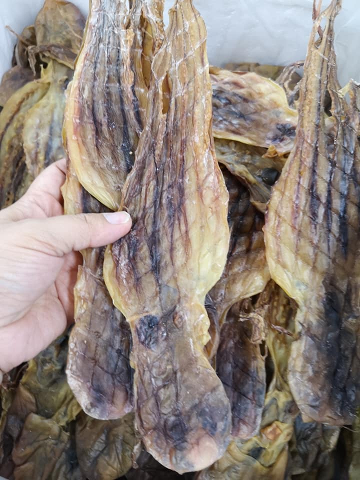 海捕野生章魚