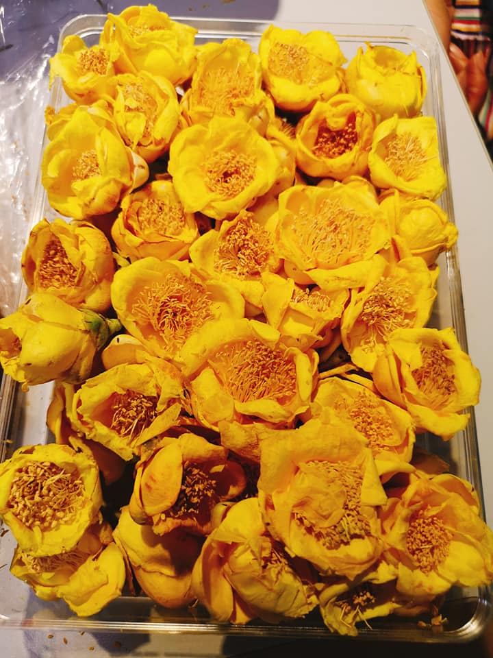 金花茶