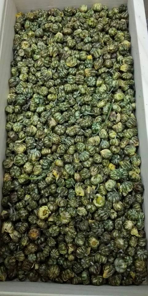 胎菊米
