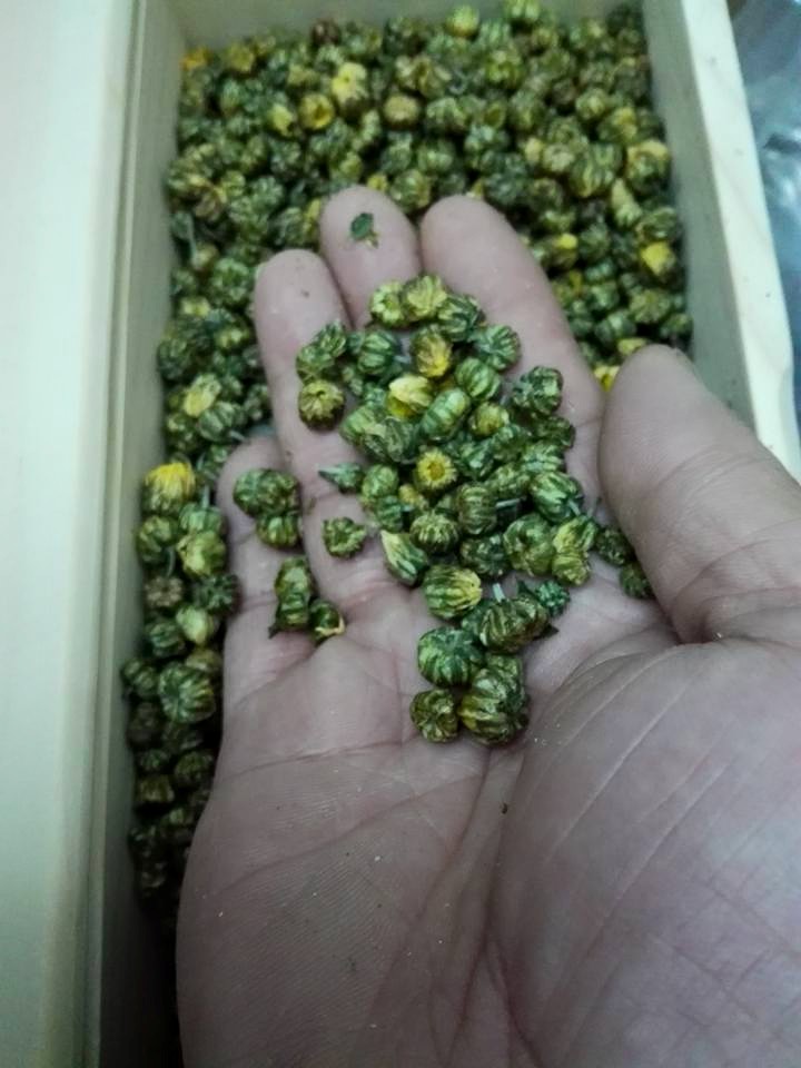 胎菊米