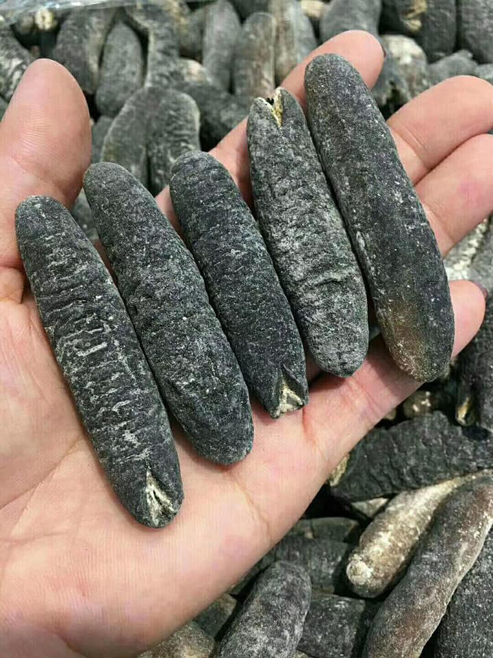 澳洲海參