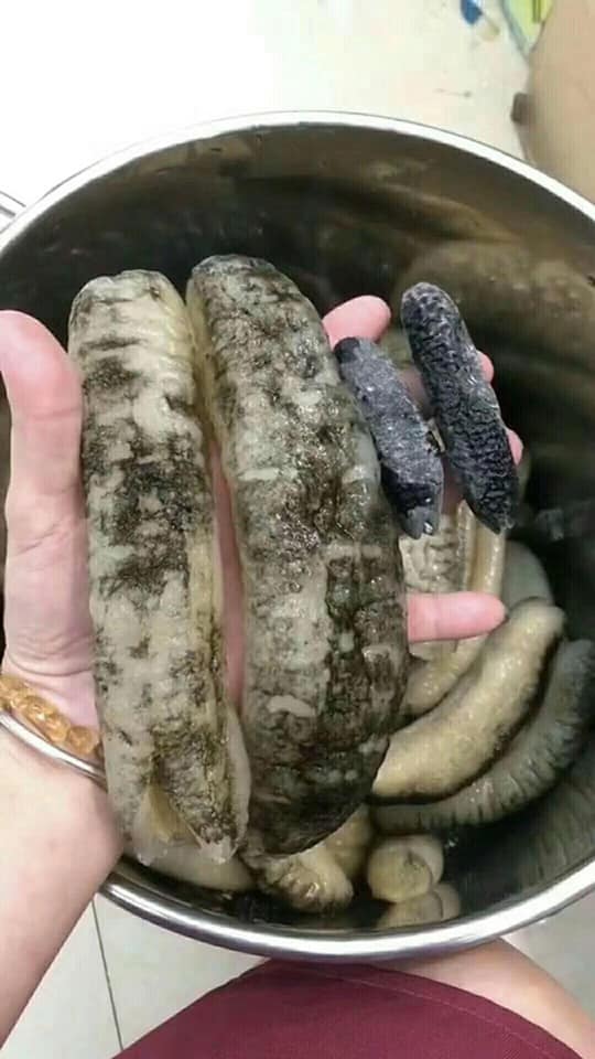 澳洲海參