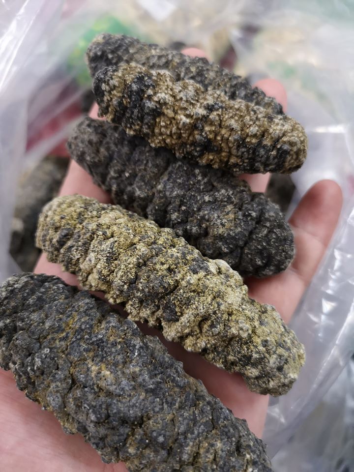 南美海參