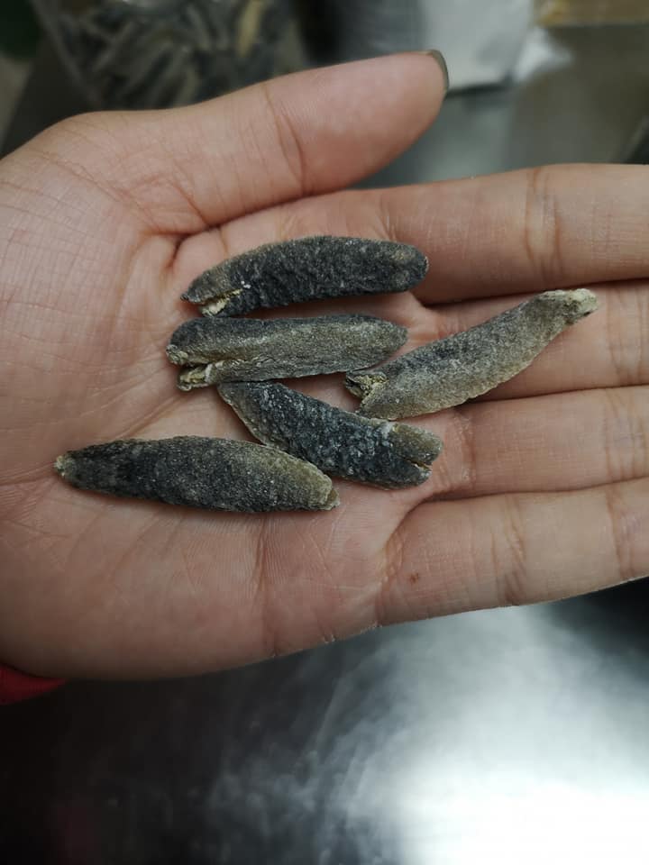 澳洲海參bb