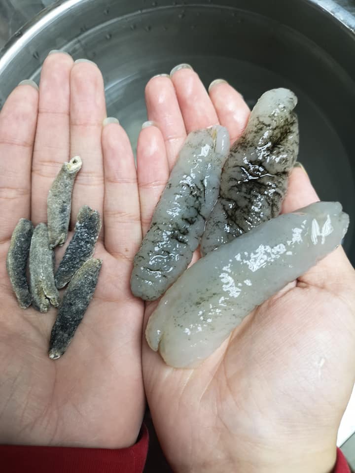 澳洲海參bb
