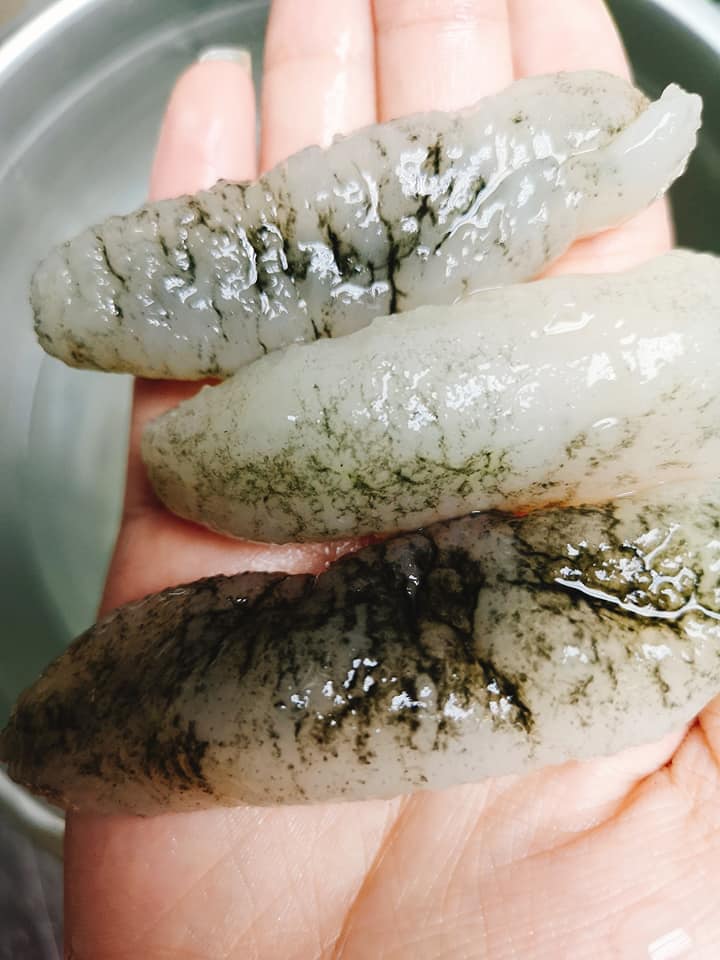 澳洲海參bb