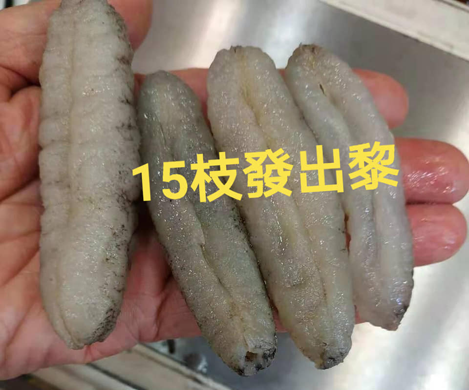 斯里蘭卡海參仔 $40/一份 （約16-19隻）