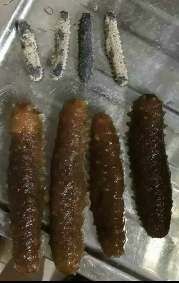 日本沖子參(5x頭)