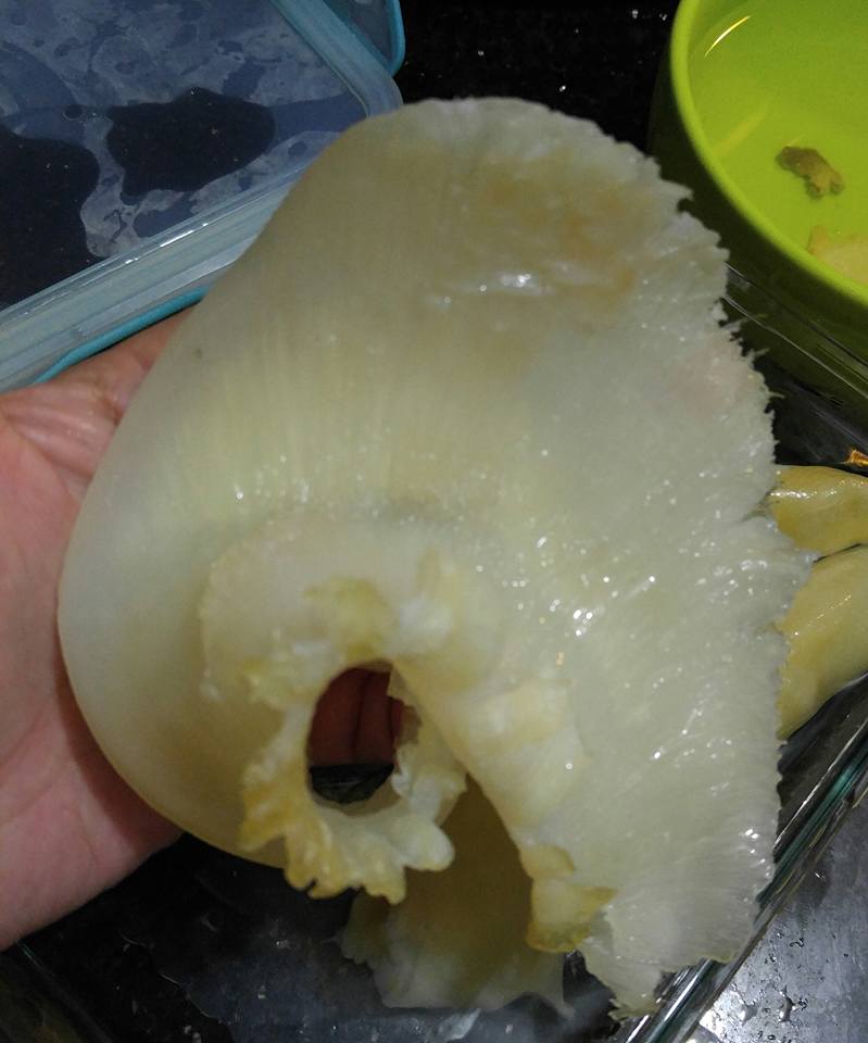 鮑翅