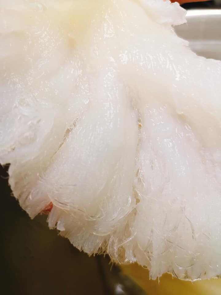 魚翅針